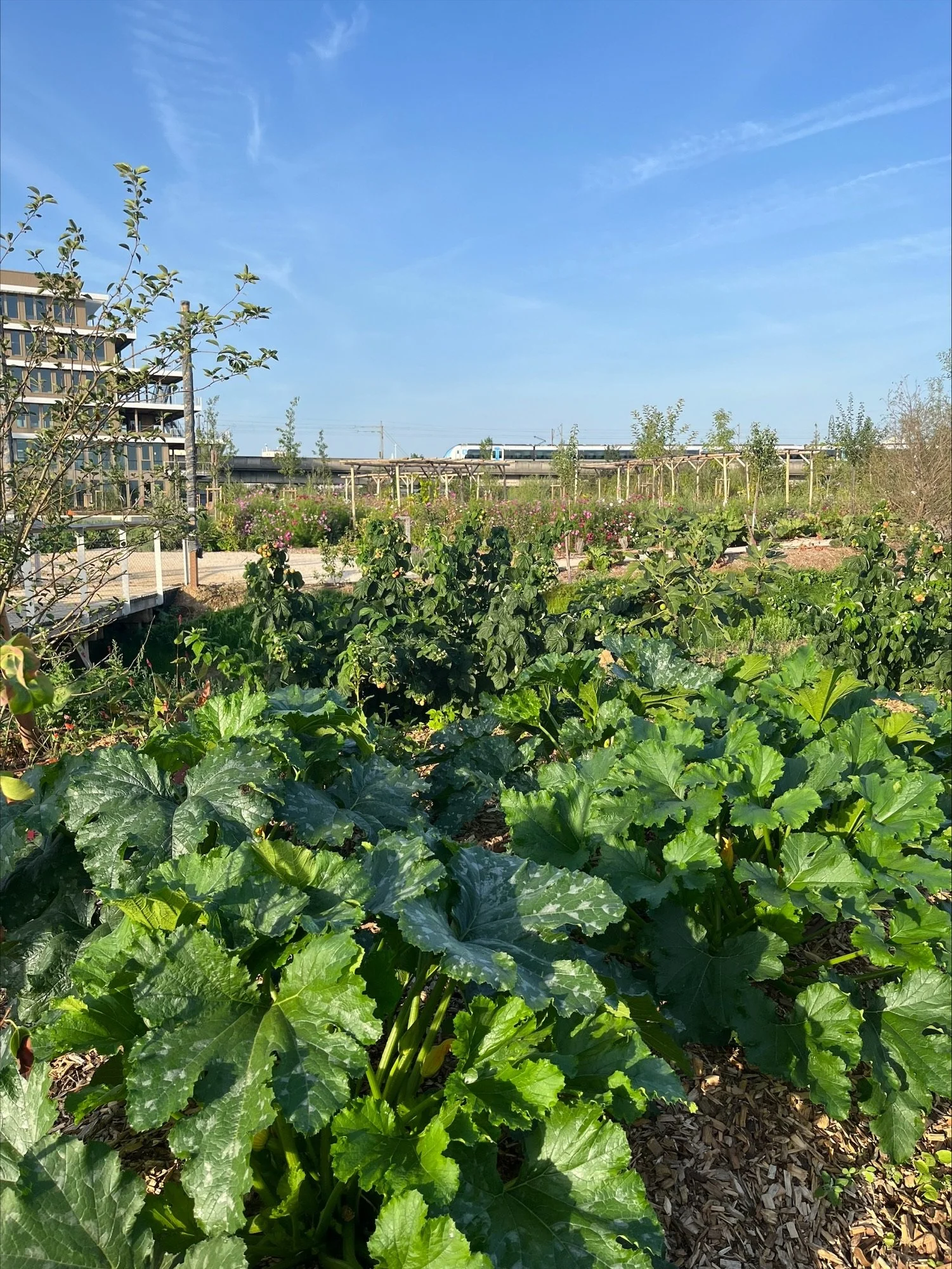 Courgettes feuilles.jpeg