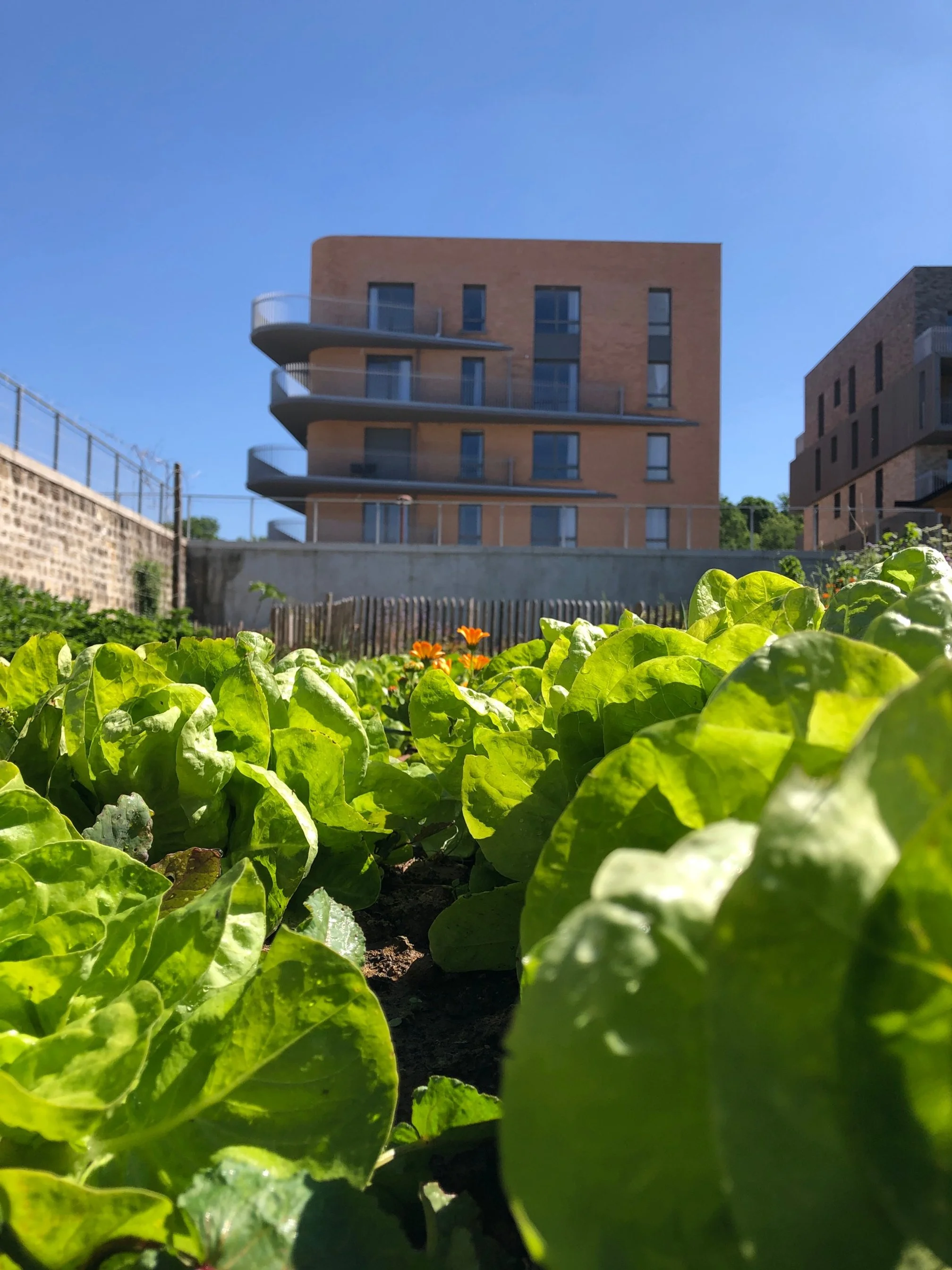 IMG_6031 LAITUE FND Credit Gilles DEGROOTE.JPG