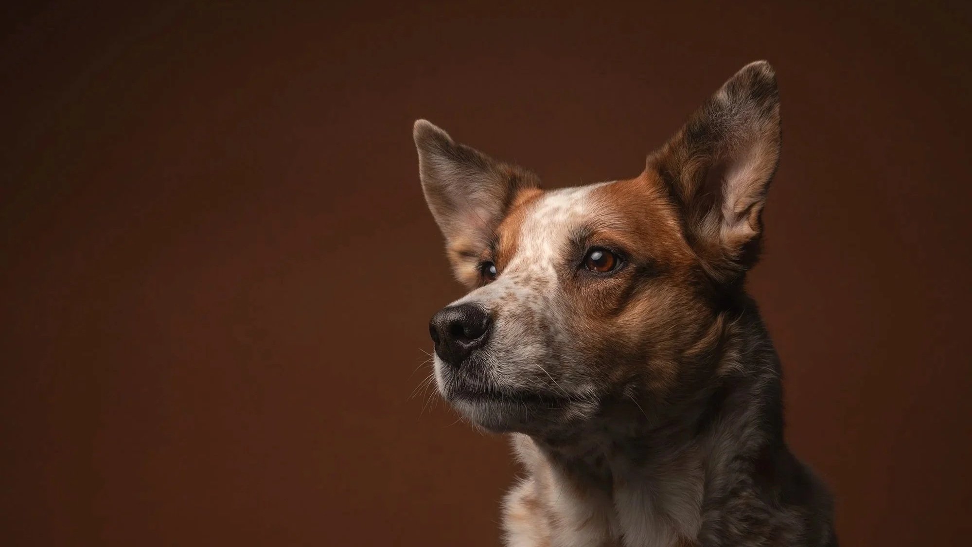 Vera van Lier Photography, hondenfotograaf in Nederweert, Midden Limburg. Voor de mooiste foto's van je huisdier