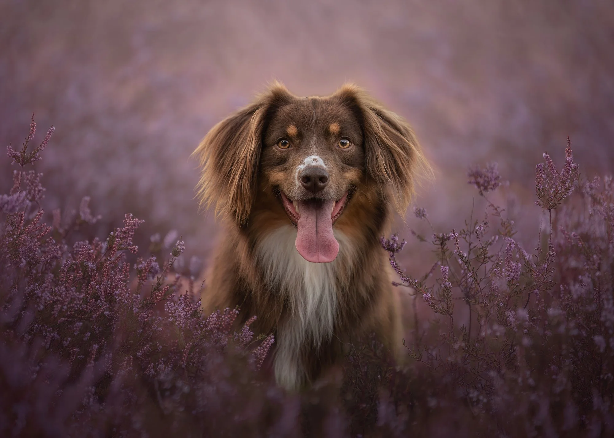 Vera van Lier Photography, hondenfotograaf in Nederweert, Midden Limburg. Voor de mooiste foto's van je huisdier