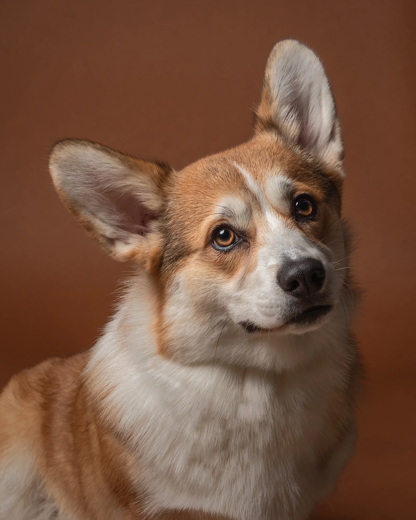 Vera van Lier Photography, hondenfotograaf in Nederweert, Midden Limburg. Voor de mooiste foto's van je huisdier