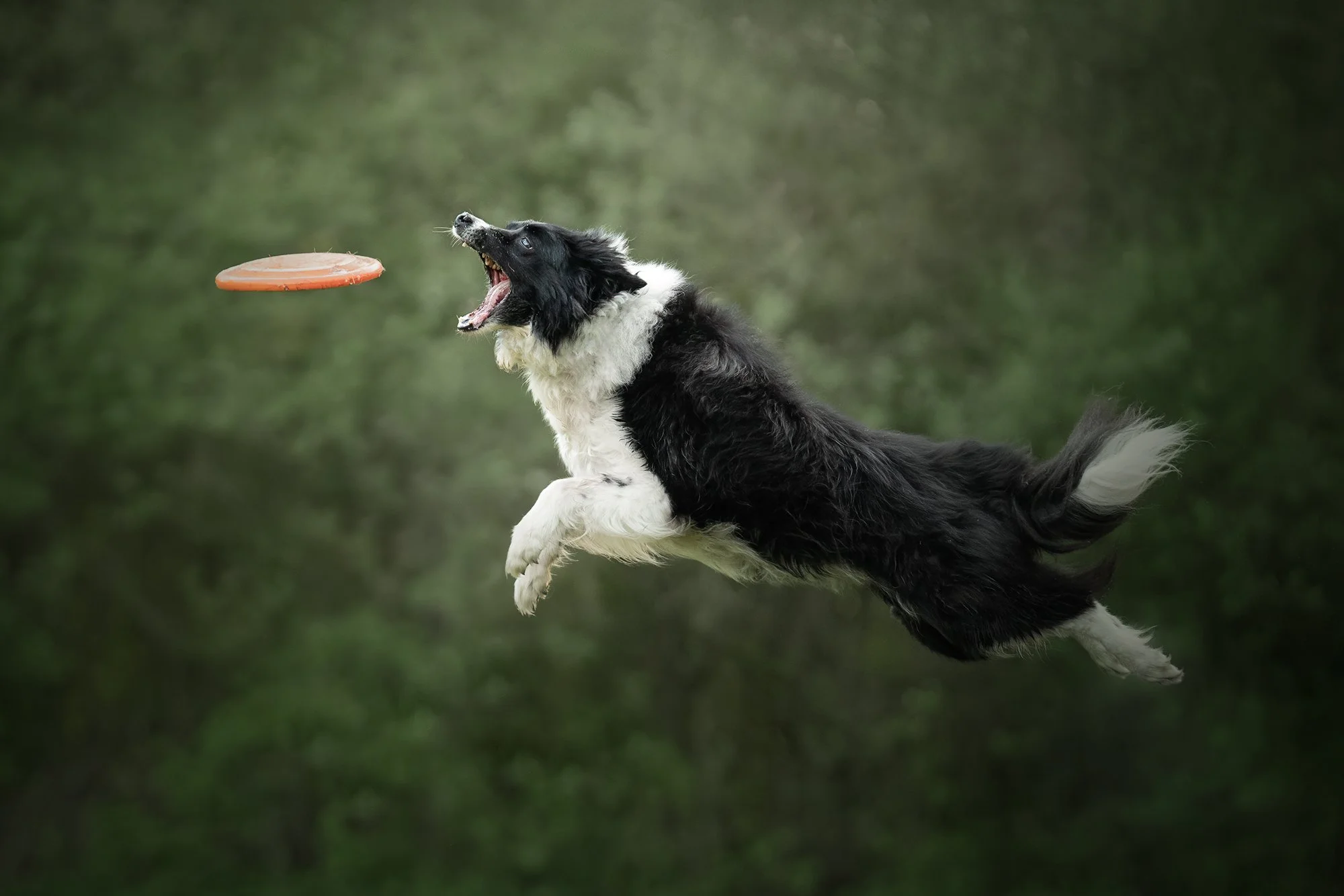 Vera van Lier Photography, hondenfotograaf in Nederweert, Midden Limburg. Voor de mooiste foto's van je huisdier