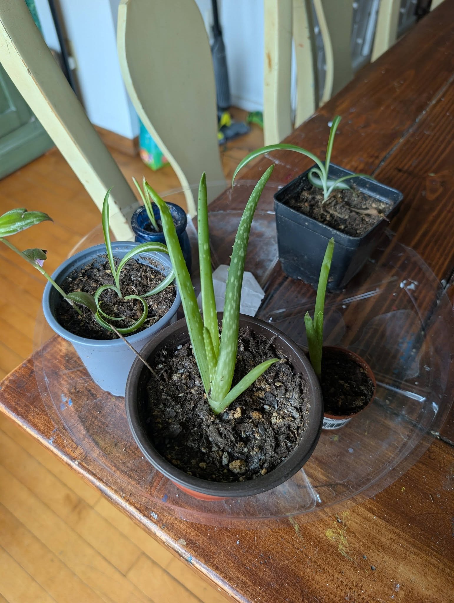 Do any of my friends out there want some plants?