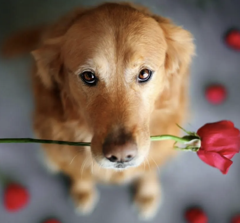 Tension at work? Ask a dog how to ease it!