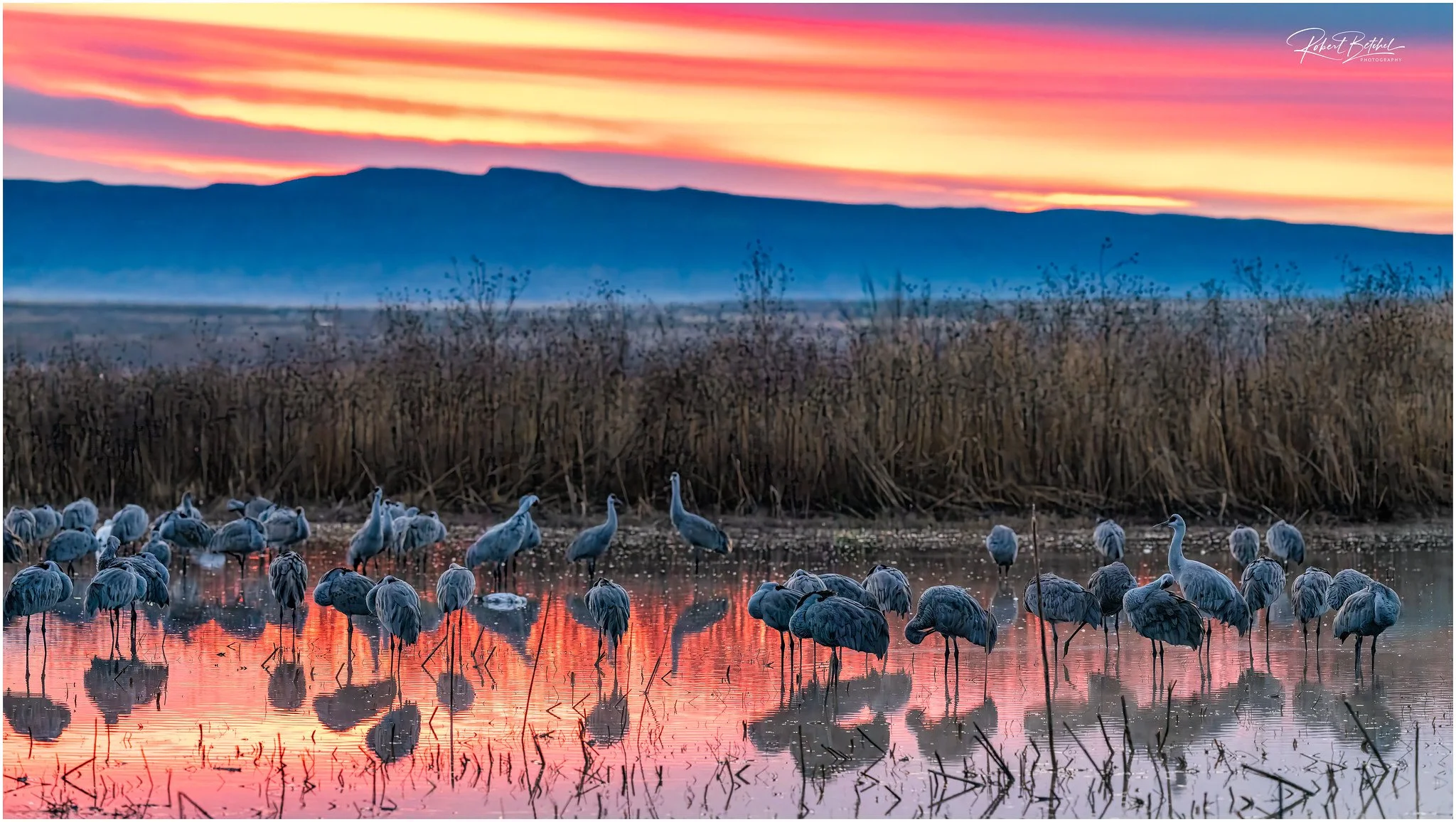 Colorful sunrise light on a chilly morning at Bernardo Waterfowl Management Area.