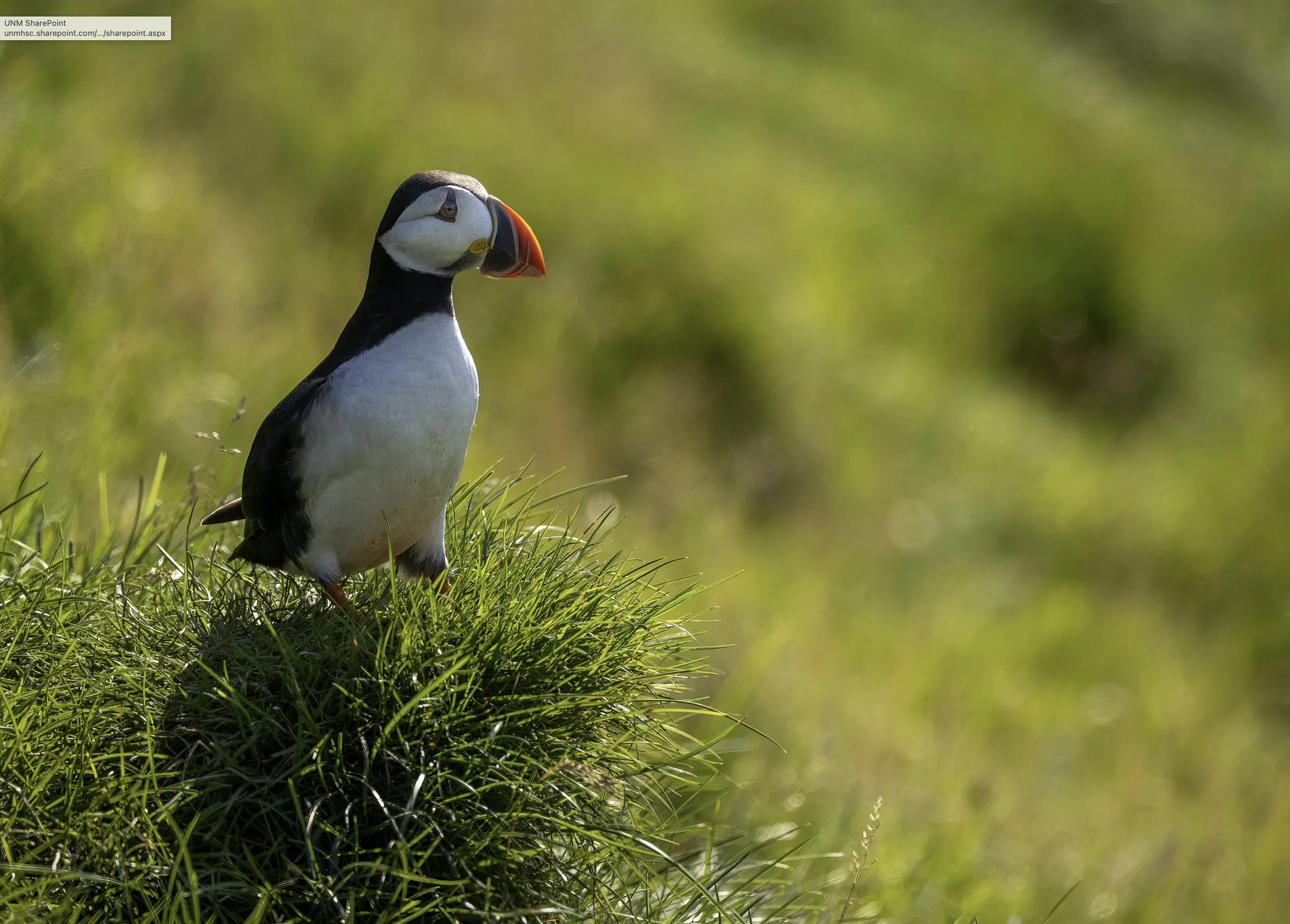 This special image of a Puffin was captured by Gil Quintana.
You can find more of his work at https://www.instagram.com/grquint/