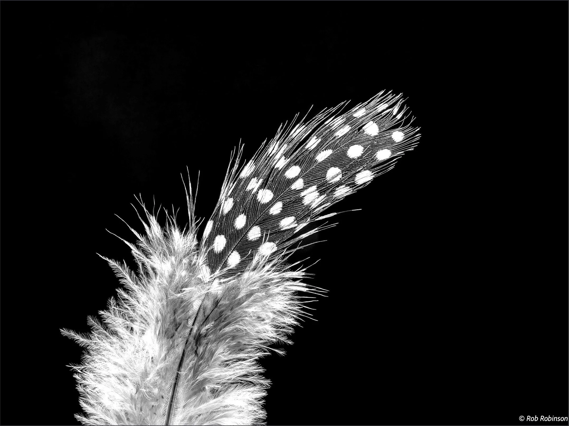 Rob Robinson created this excellent black and white image of details within a feather.