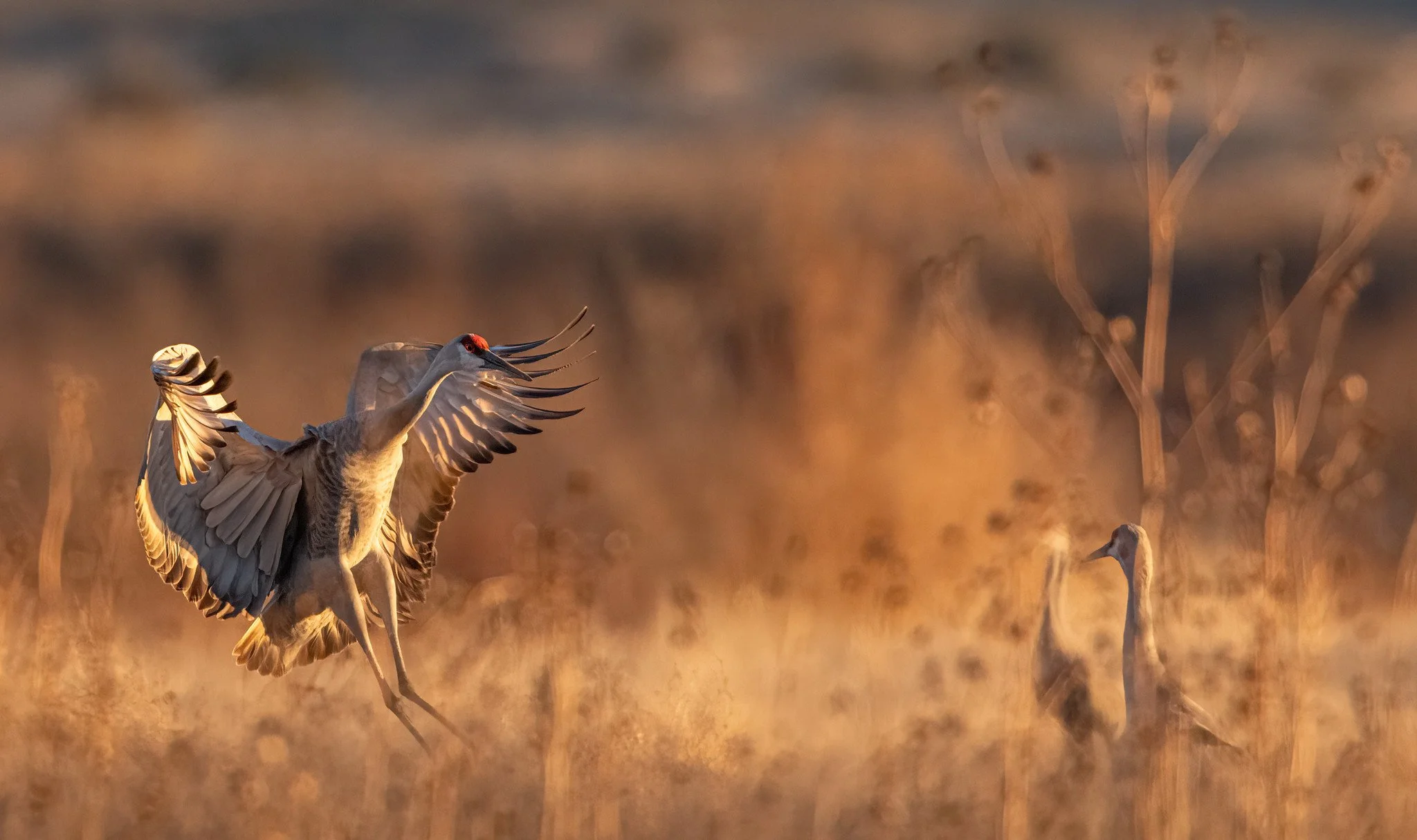 Mike McGovern is a highly accomplished bird photographer who is a club member. In this lovely image he captured a Sandhill Crane in golden hour light coming in for a landing at the Bernardo Waterfowl Management Area.
