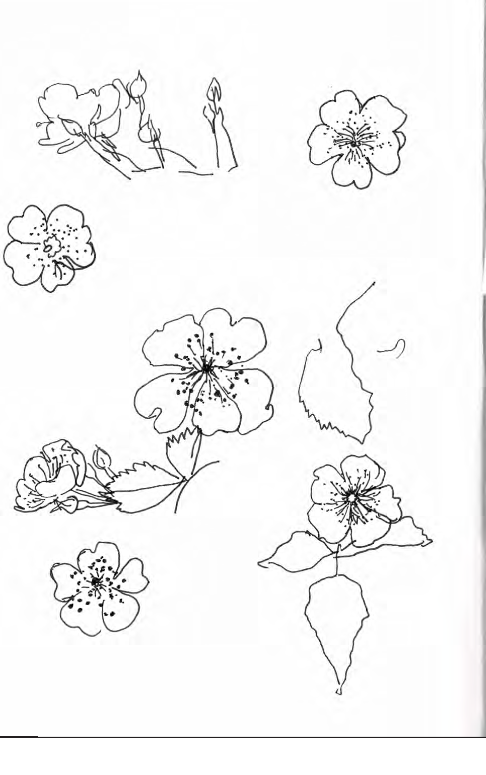 SymbioCAT_GP_upload_file_sm_Page_48.png