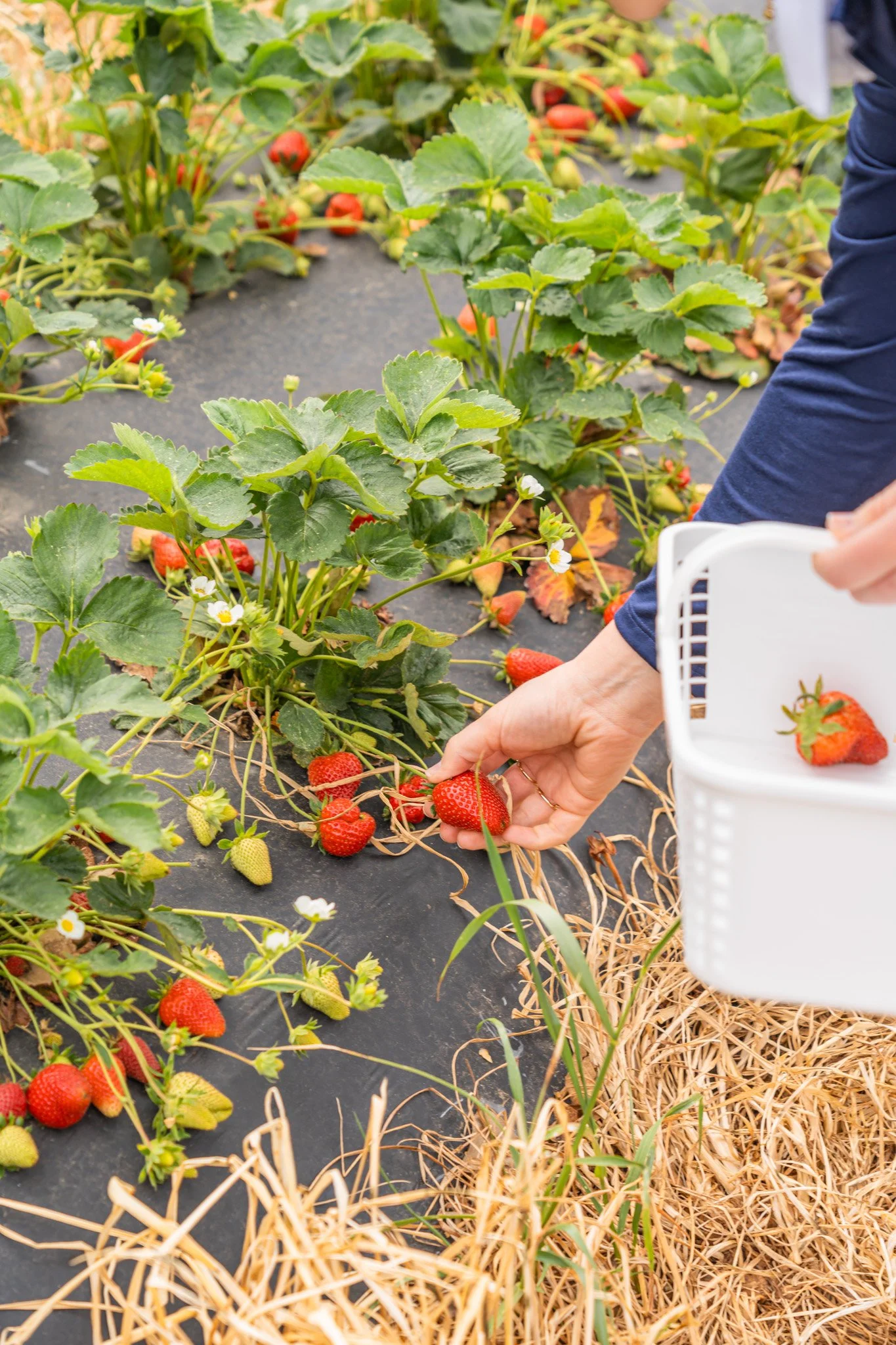 Carrigan_Farms_Strawberry_Visit_Mooresville_2025-12.jpg