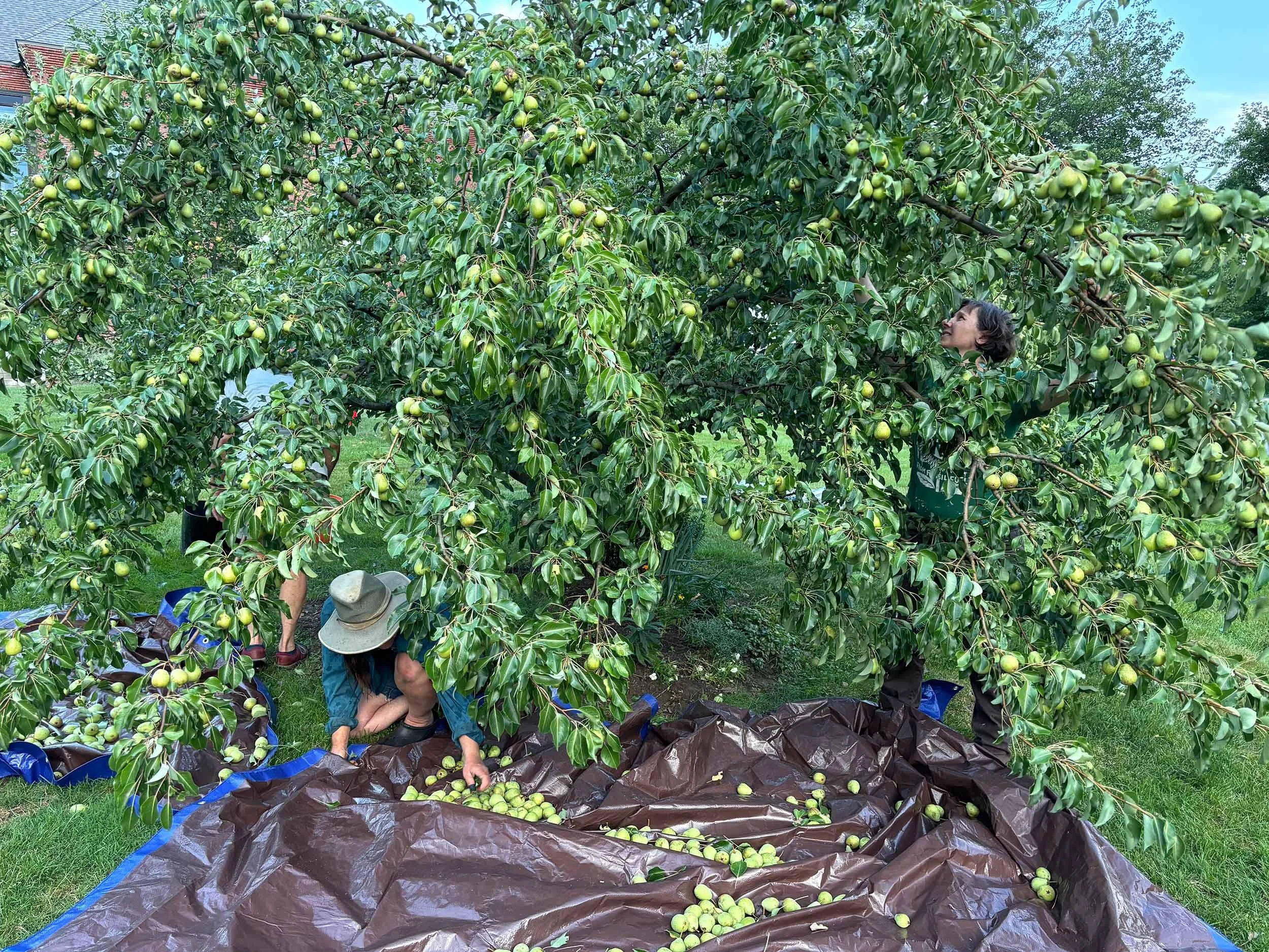Harvesting pears into a tarp at an Apple Corps site