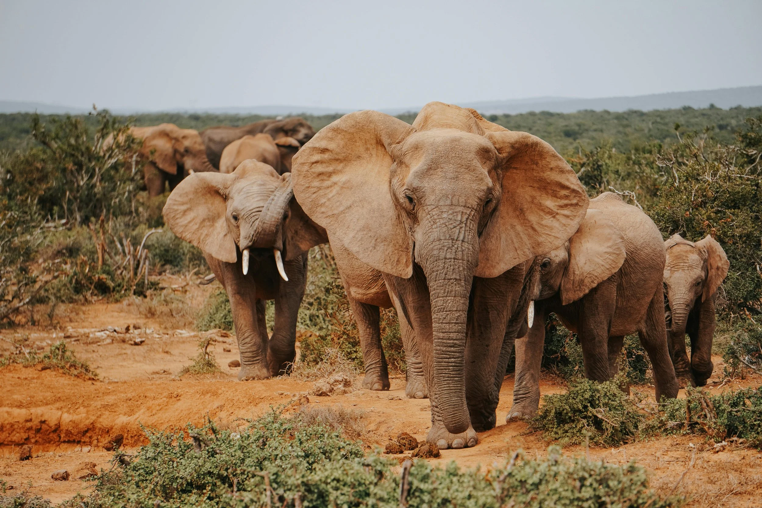 Why Leadership? Why Now?