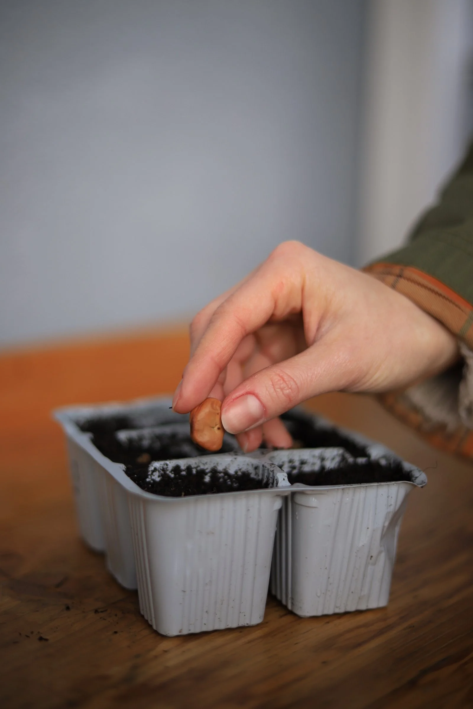 Come seminare correttamente in vaso