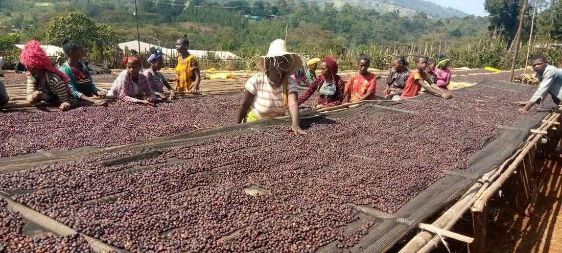 People in a rural area drying coffee beans on large raised mesh trays.