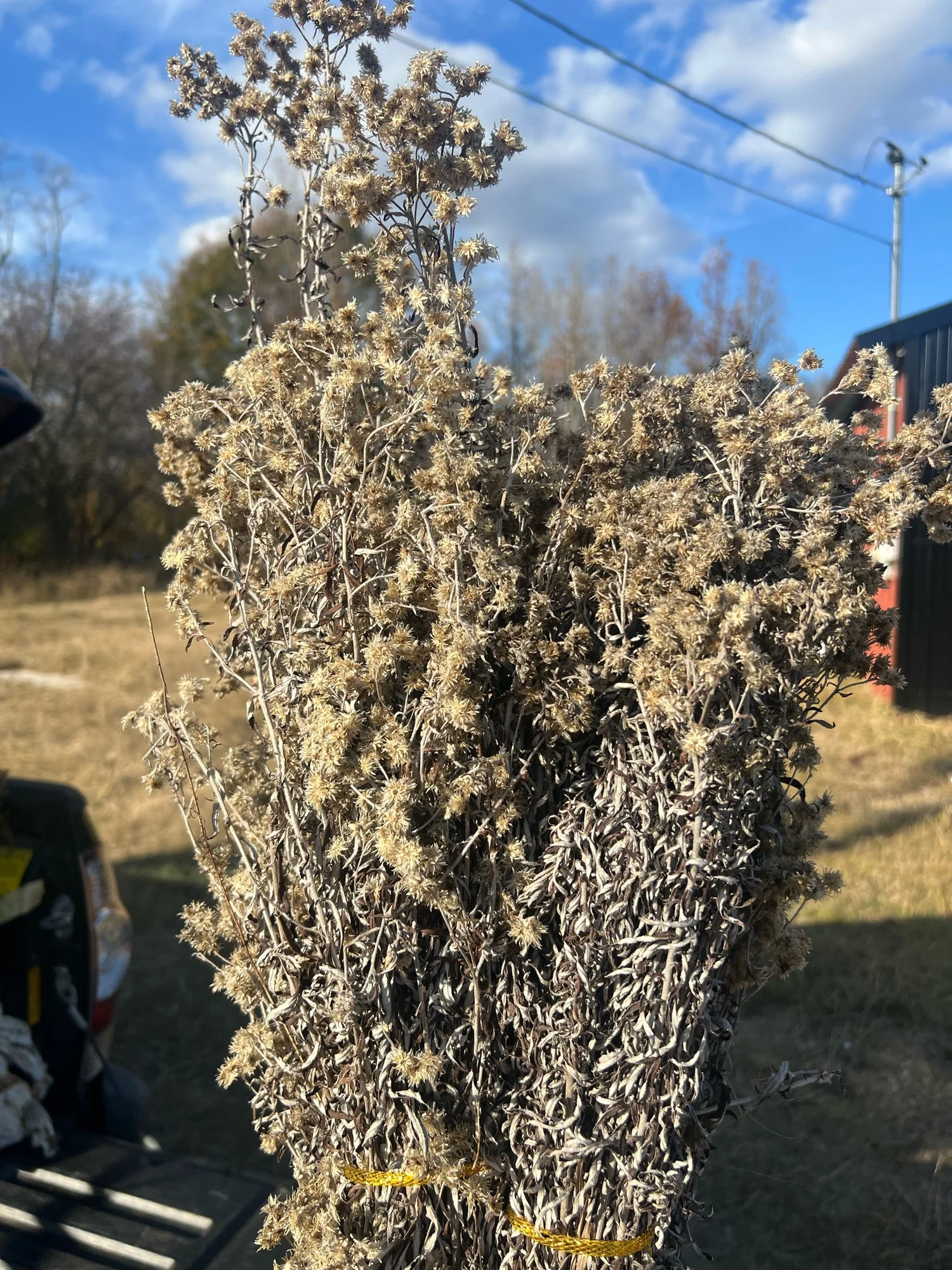 show me a picture of rabbit tobacco Bat Lady Herbals: Pseudognaphalium obtusifolium (blunt-leaved rabbit-tobacco): Go