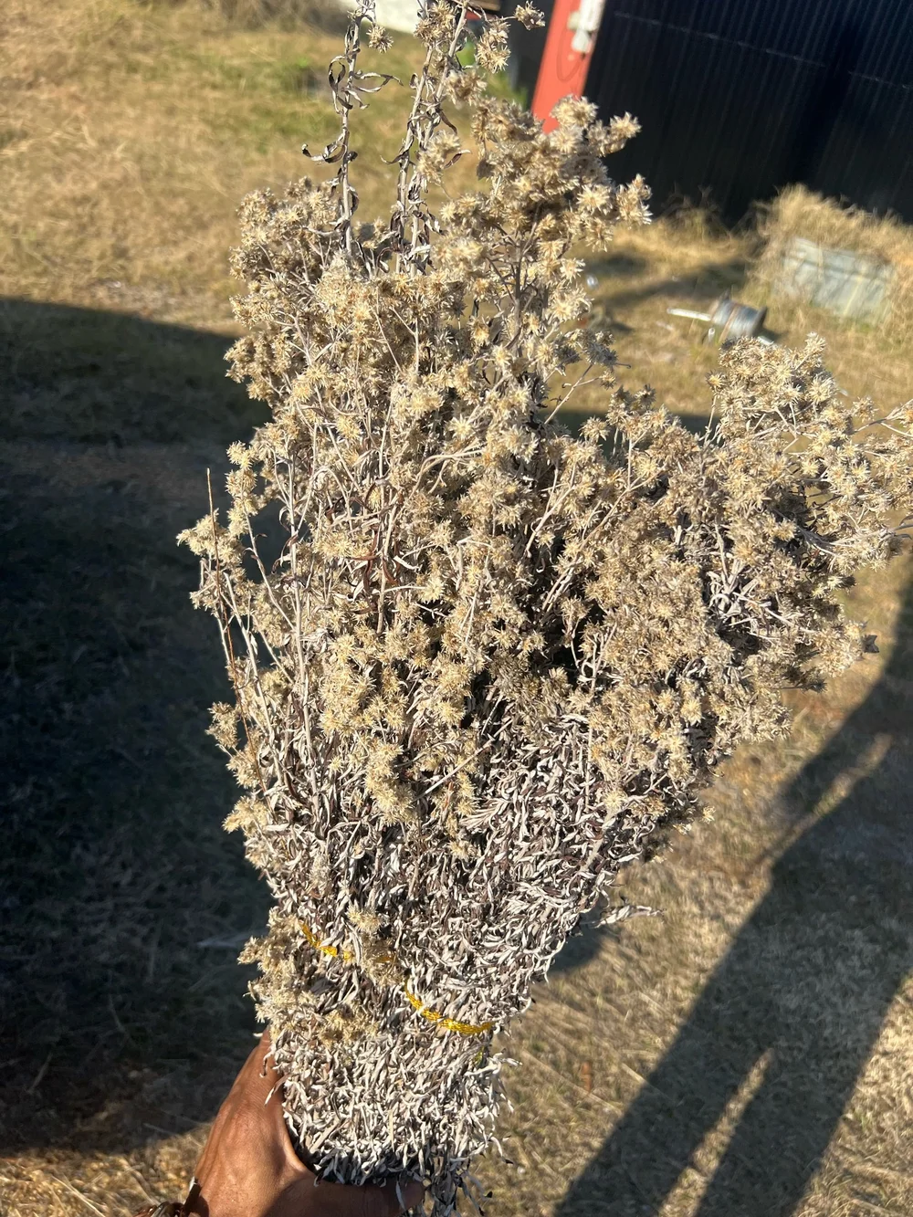 rabbit tobacco for sale Rabbit Tobacco Trill Farms Food Box— Trill Farms Trill Farms