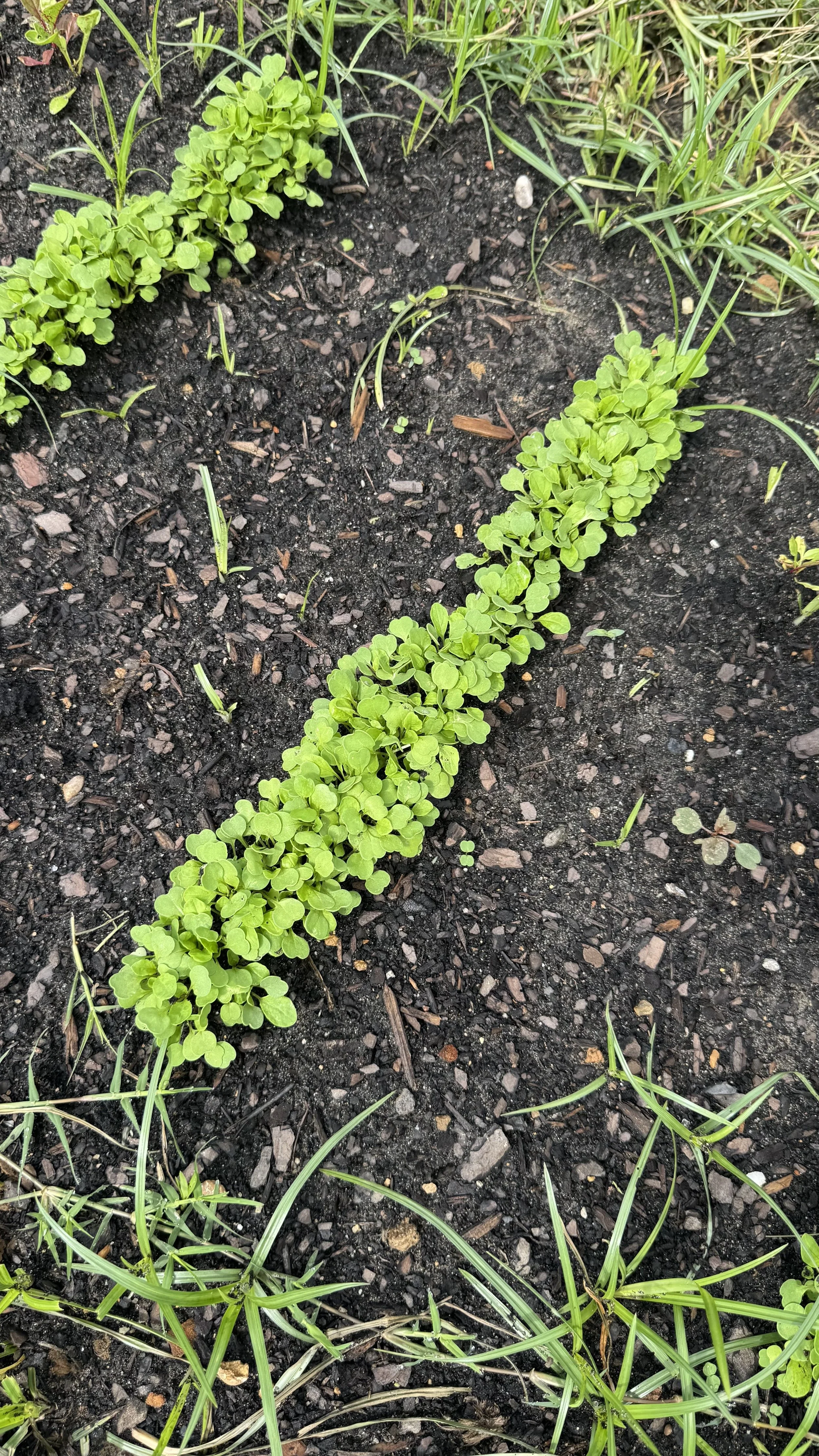 Arugula