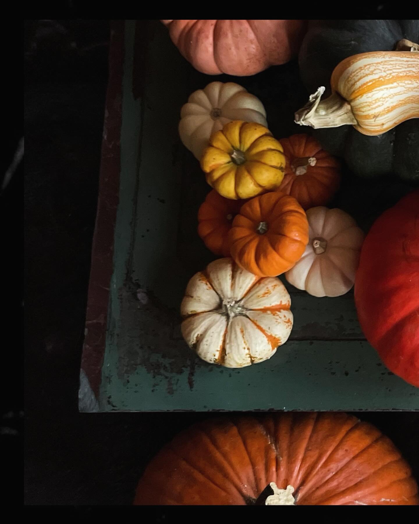 🎃 Free Pumpkins Available

We're clearing out our autumn d&eacute;cor and have a bunch of pumpkins to give away. Some are great for Thanksgiving centerpieces, and a few are perfect for cooking.

They&rsquo;re free and first come, first served. Stop 