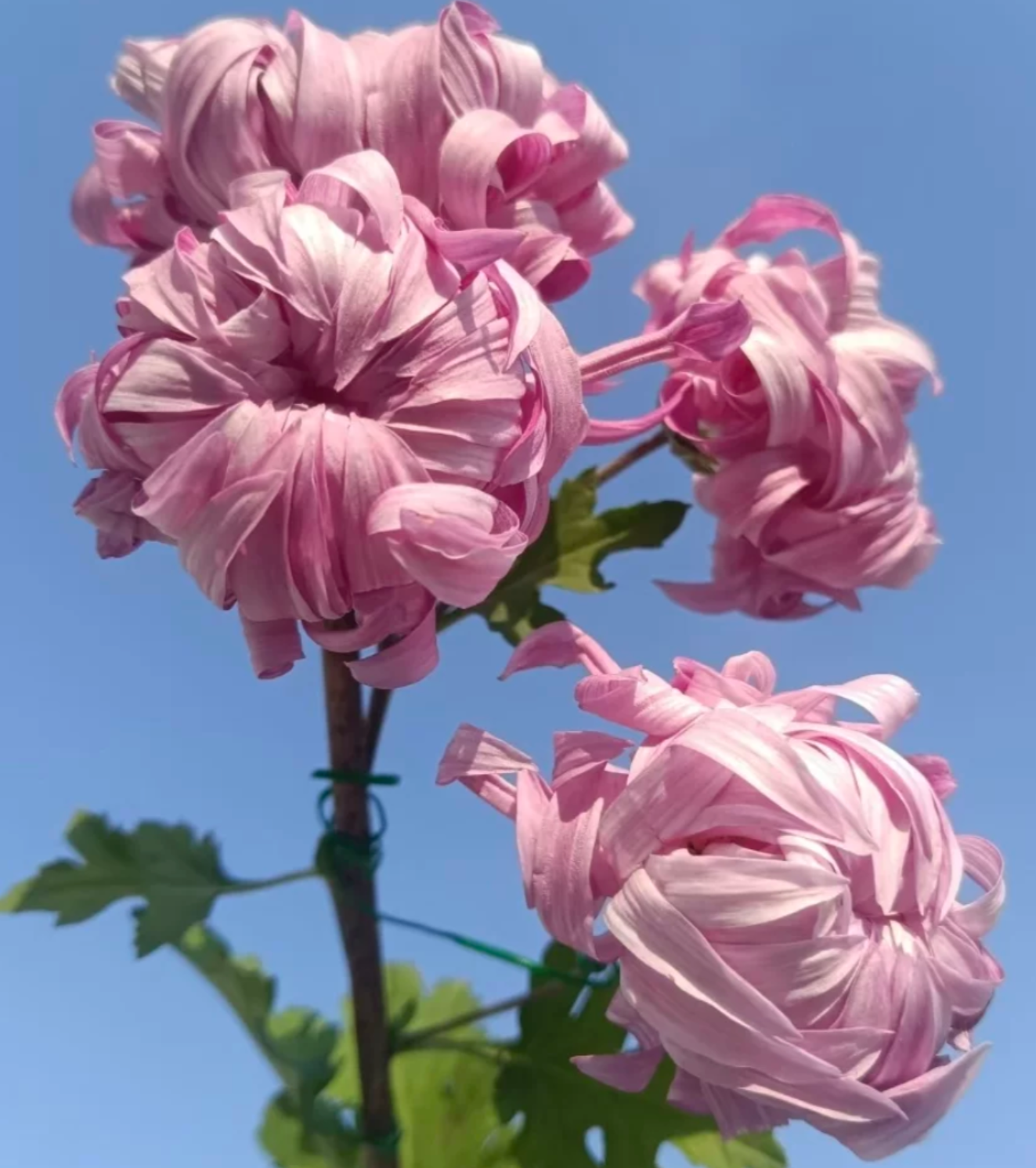 B67FE779-D89A-4E6A-BD3D-395082AD0926.png