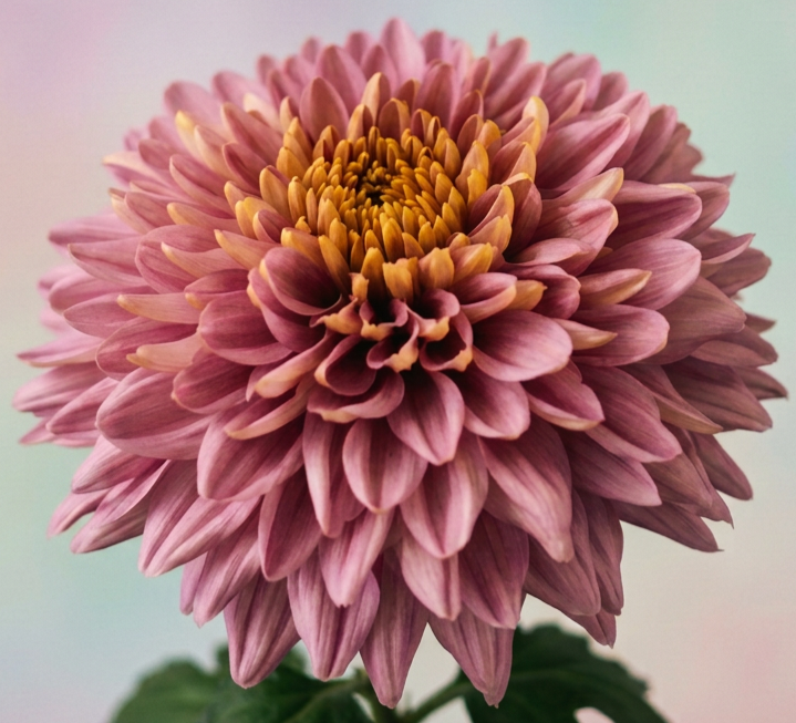 imgg-071-1f599elv.png