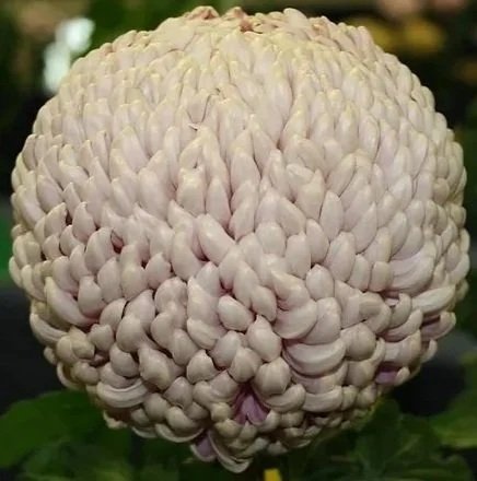 2025%2BPeach%2BFairweather%2BJohn%2BPeace%2Bcatalog.jpg