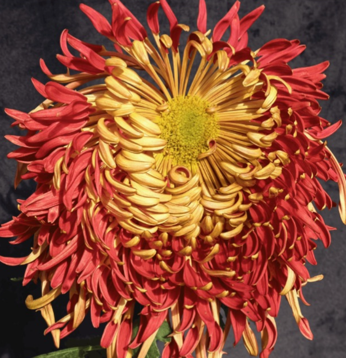 034A6853-C61A-448B-BB81-0E35EE56A7F0.png