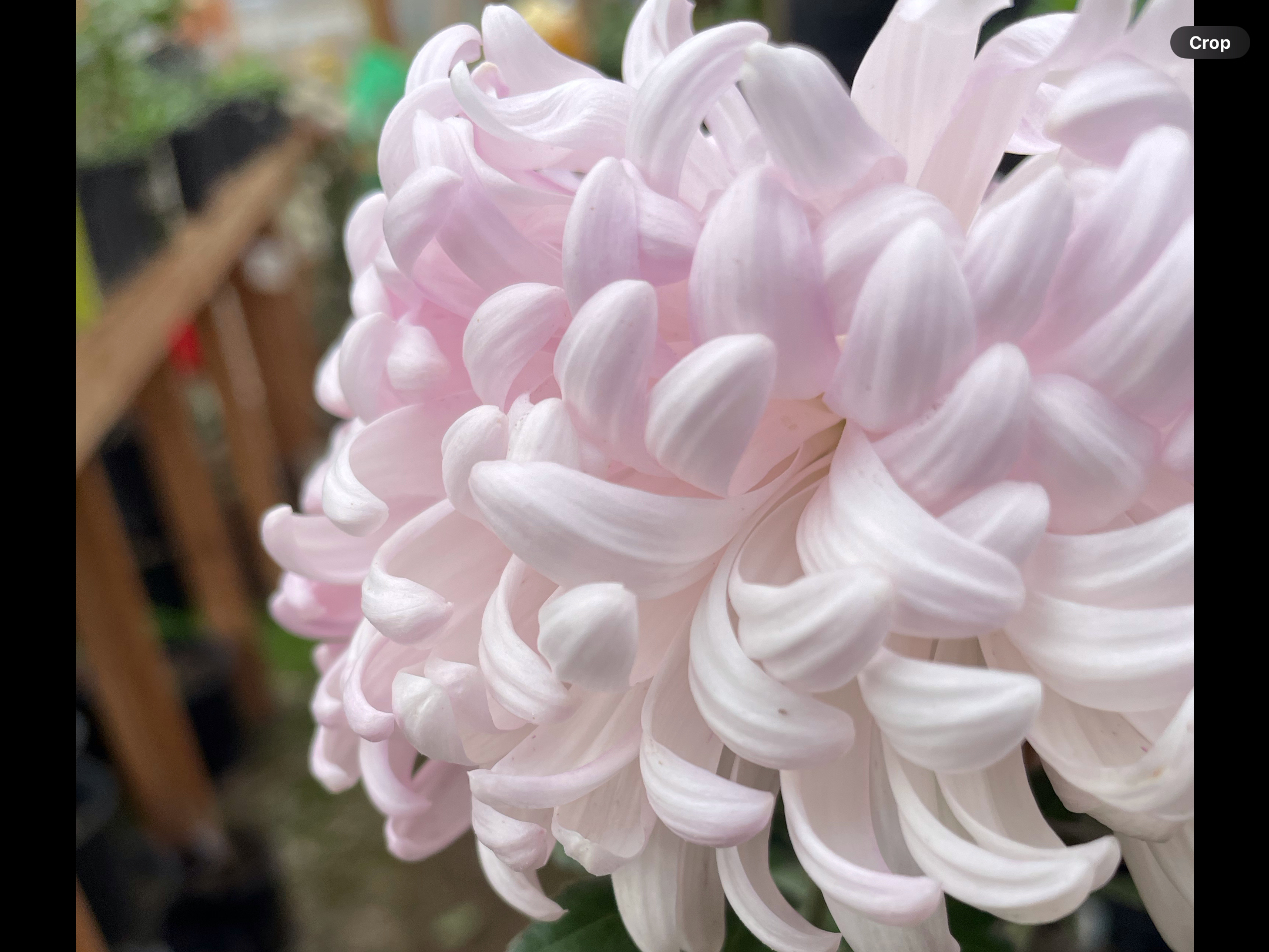 5A Cosmo Pink 2027 Release - No Pre orders