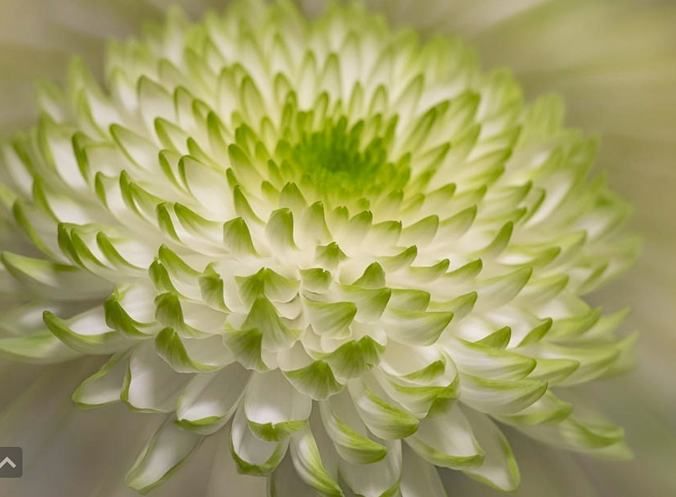 4B   Zembla Lime