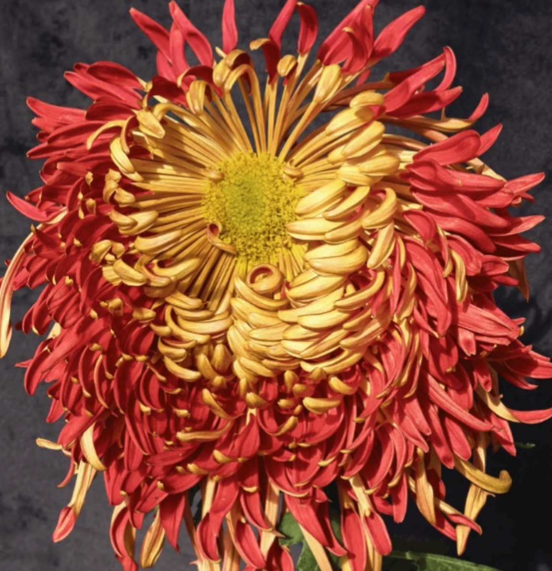 034A6853-C61A-448B-BB81-0E35EE56A7F0.png