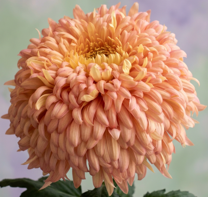 2A Peach Courtier