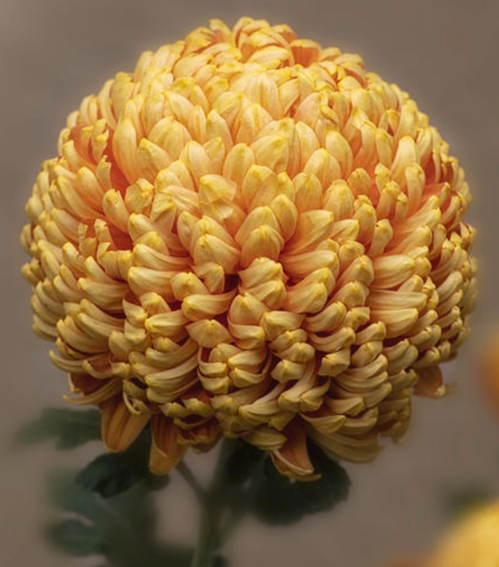 E63806EA-078A-4461-ACAF-D661DDBFEF7A.png