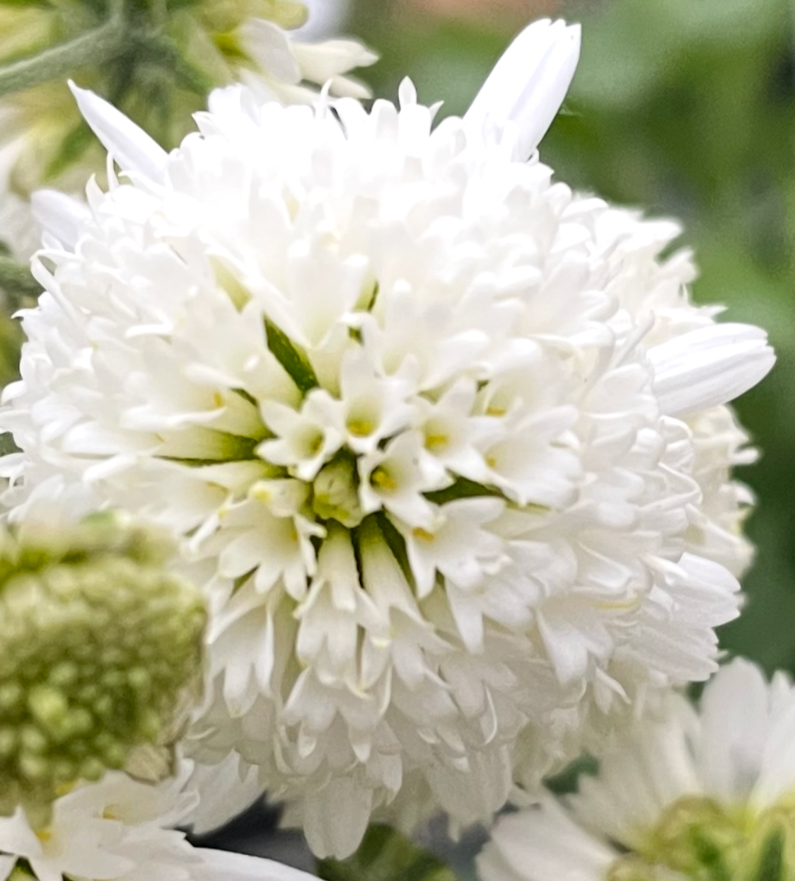 13C Tea mums with white anemone flowers