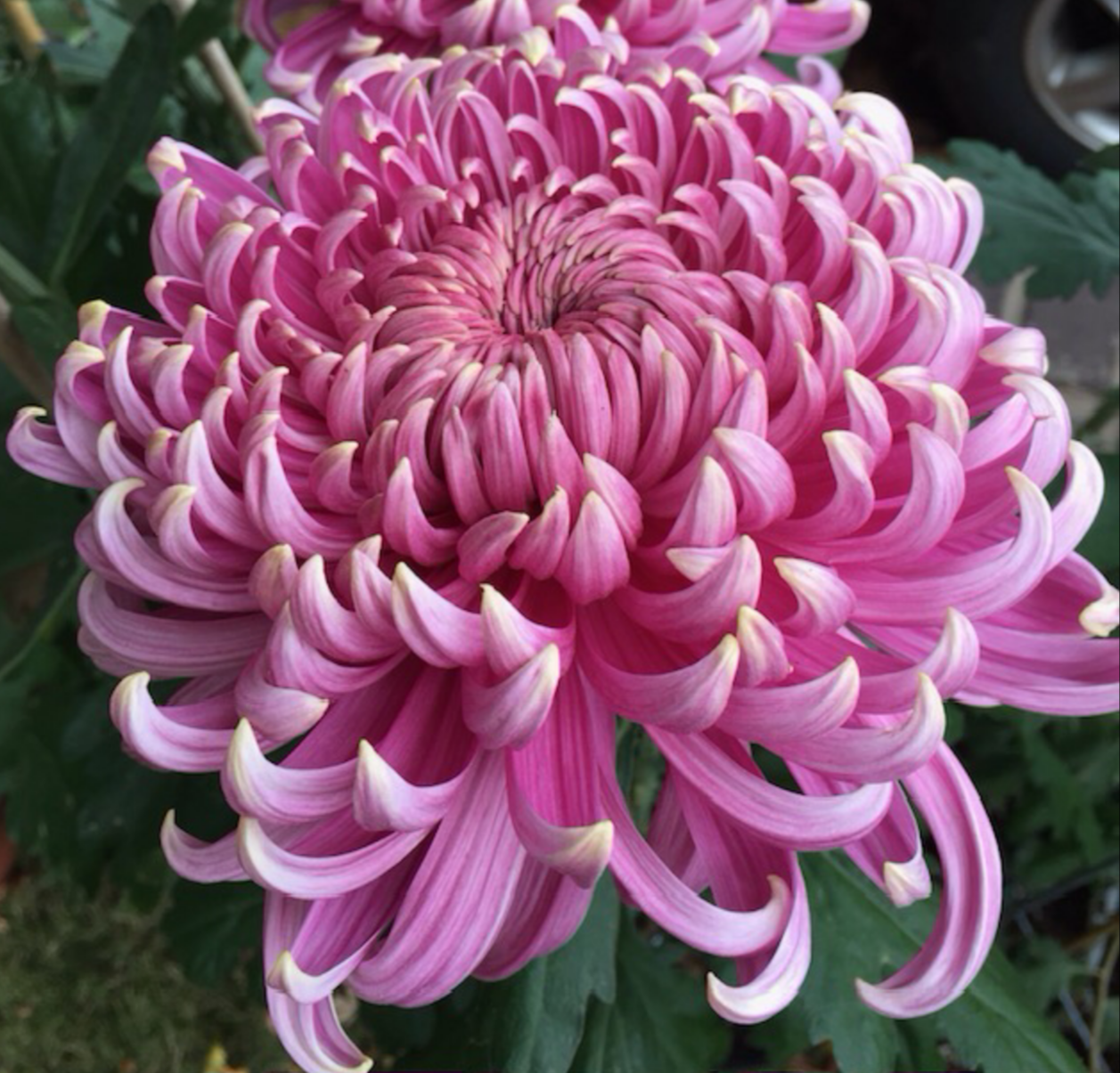 1A   Gua Hua Sheng Xie