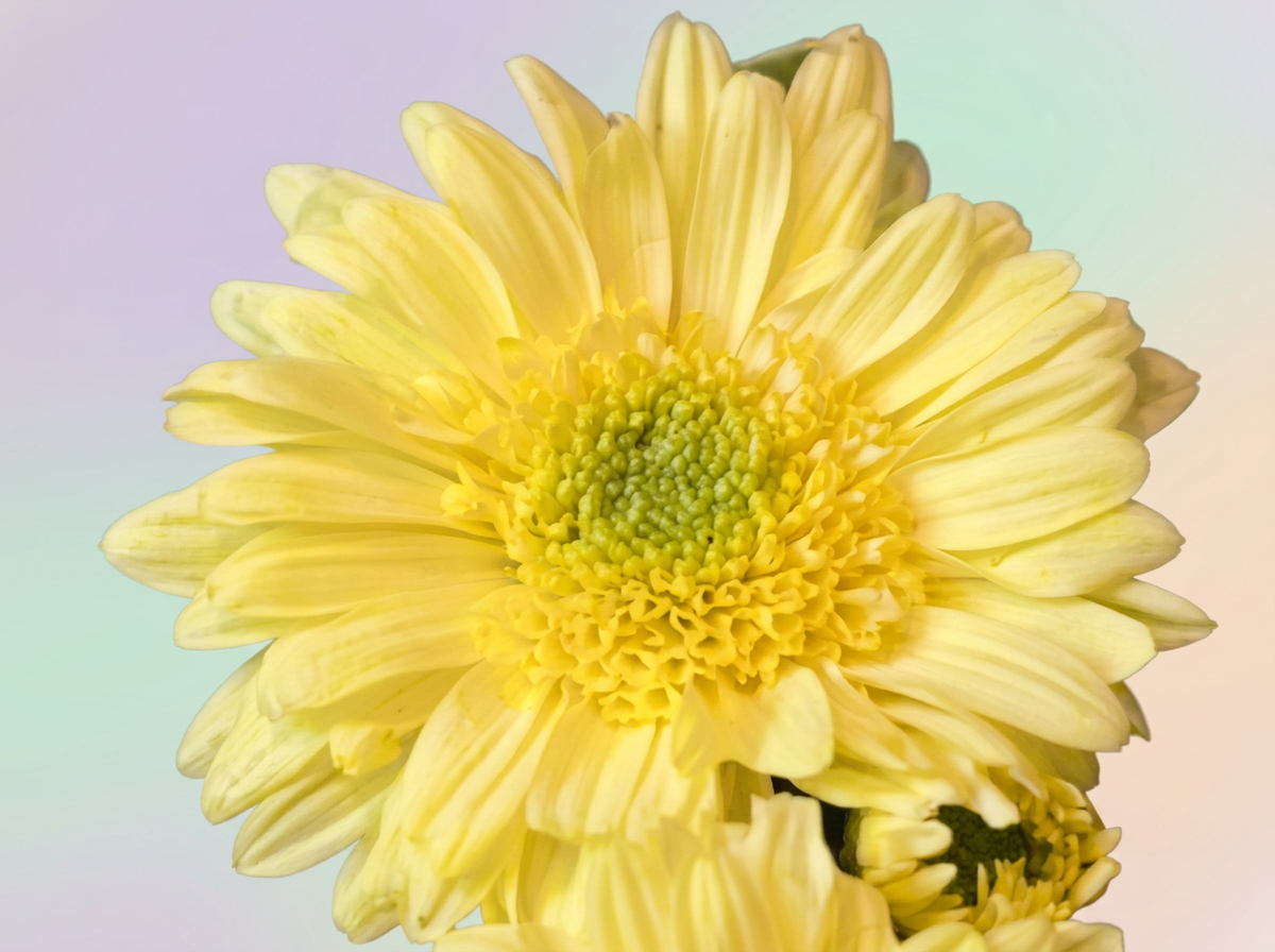 imgg-2aa-sj329djr.png