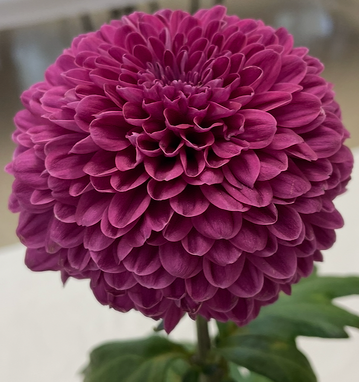 C509AF35-A9D8-42F9-A87F-125B45F3A572.png