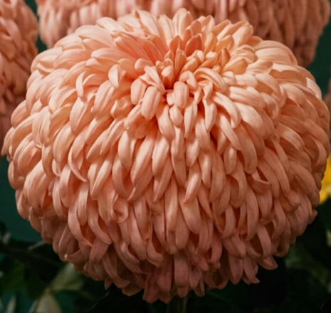 2B Peach John Wingfield