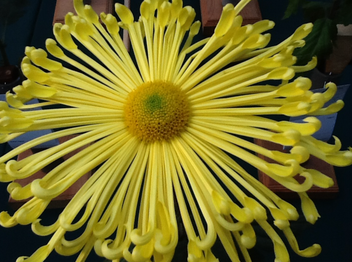 B740C3E4-0F5B-4297-B413-1B38BF2F77C9.png