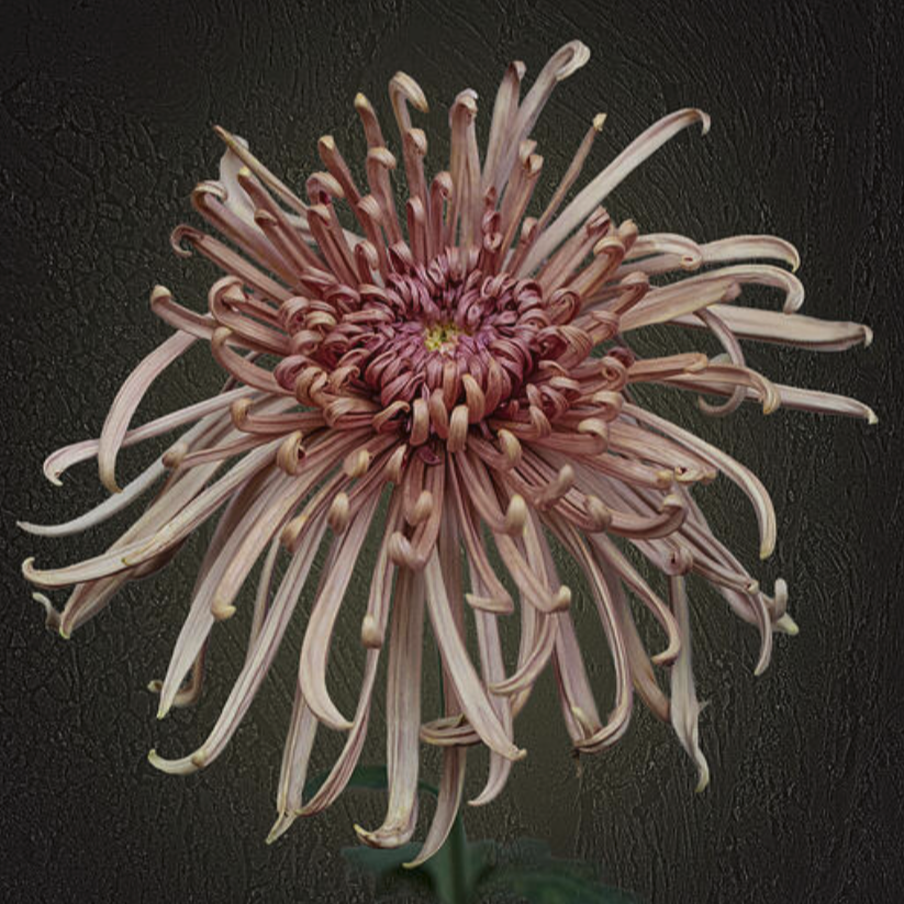 A087C1E0-71B4-4658-9C0B-B40C167E2638.png