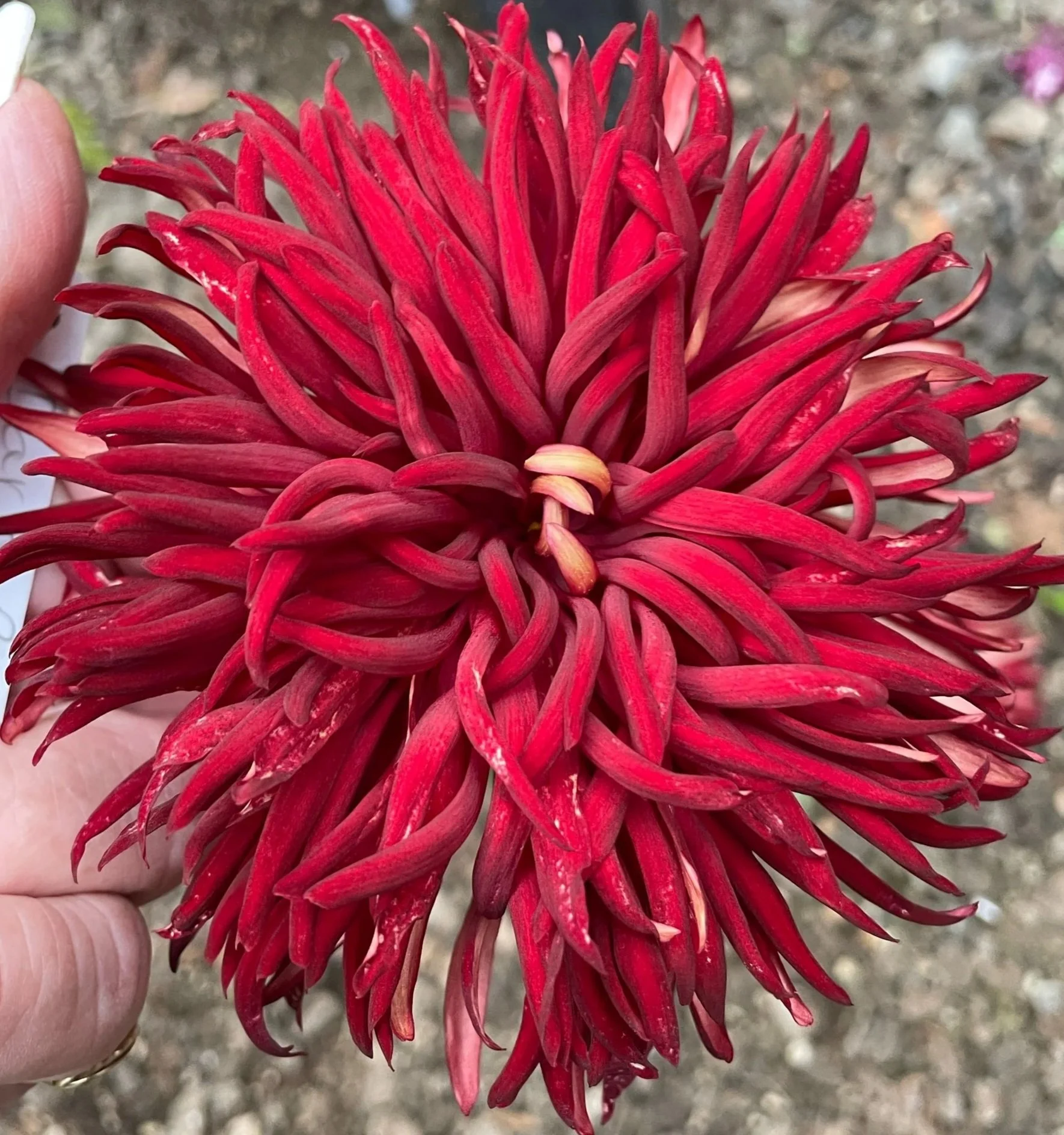 13B Dark Red Spinning Balls, maybe EDO 21