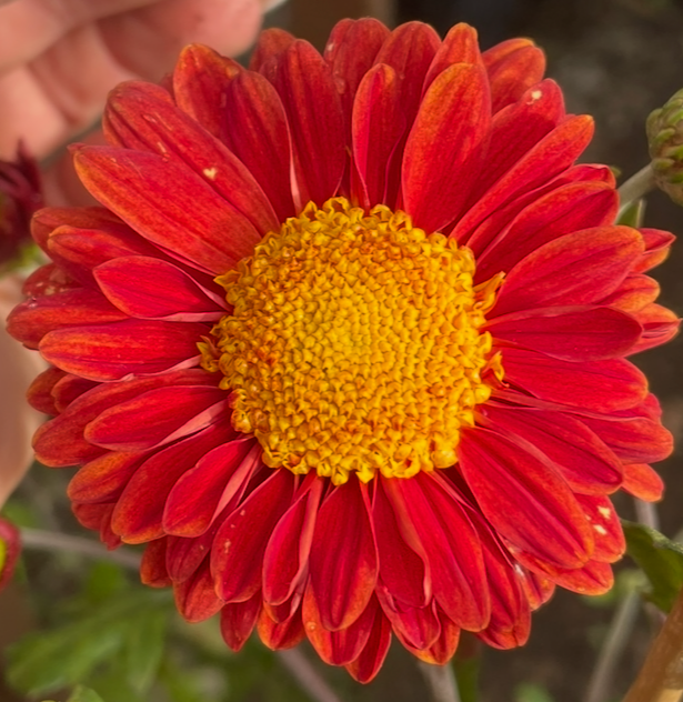 8B   Mancetta Sunset