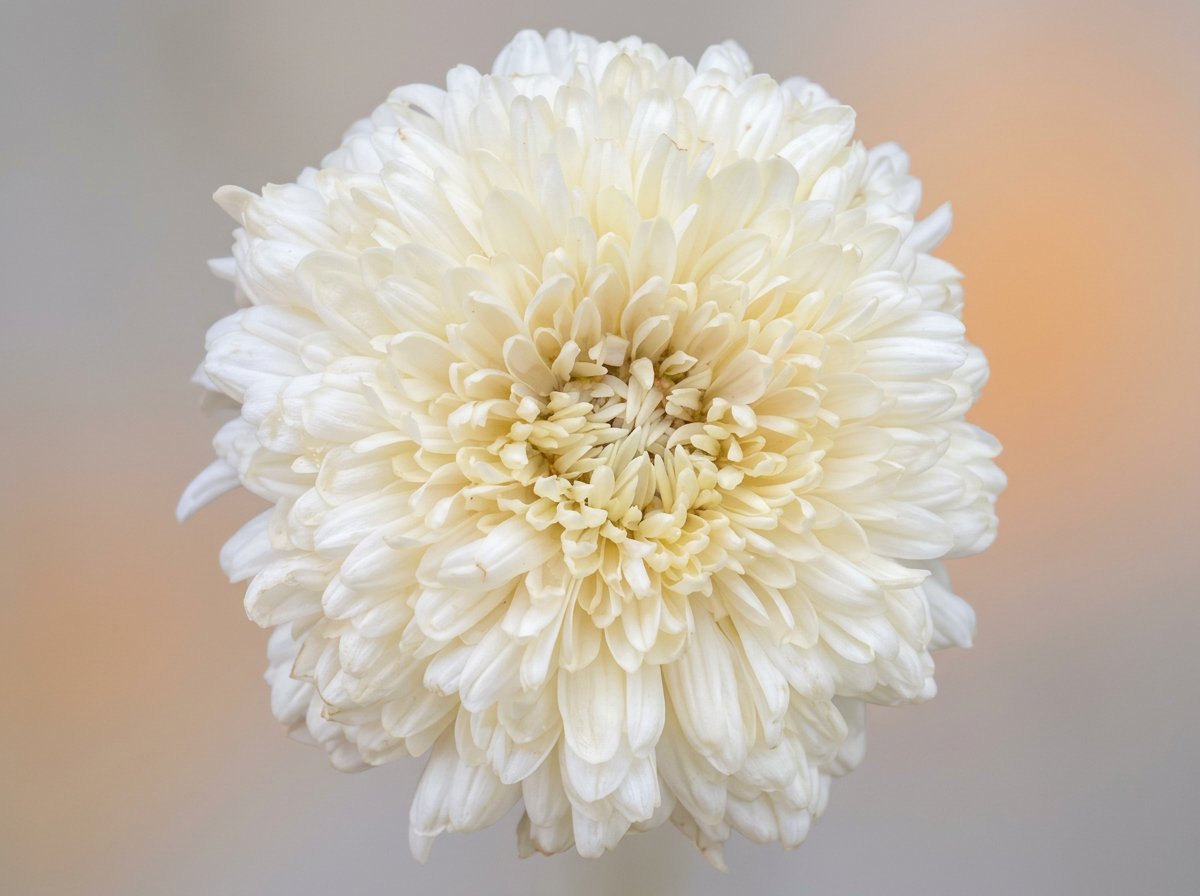 4B French Vanilla