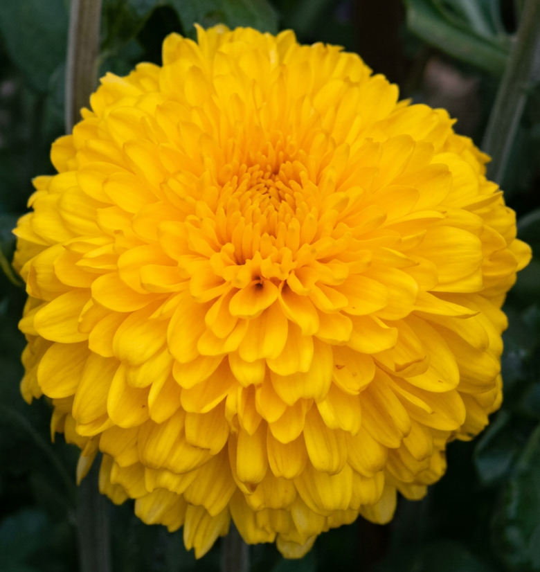 4B Yellow Margaret