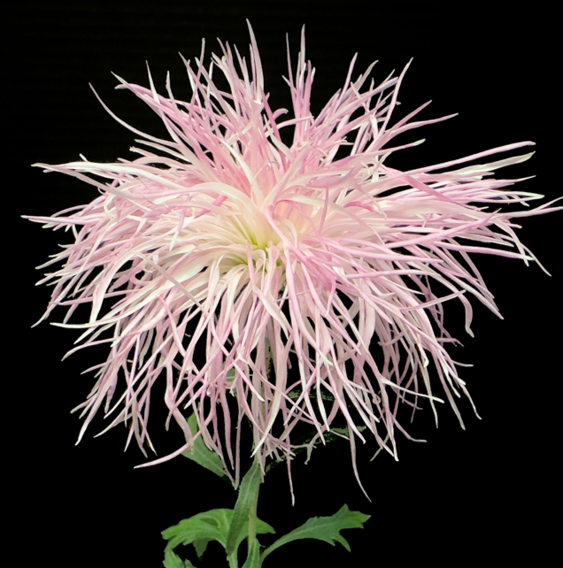 12C Wisp of Pink