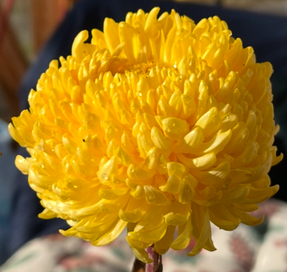 3B Yellow Gingernut