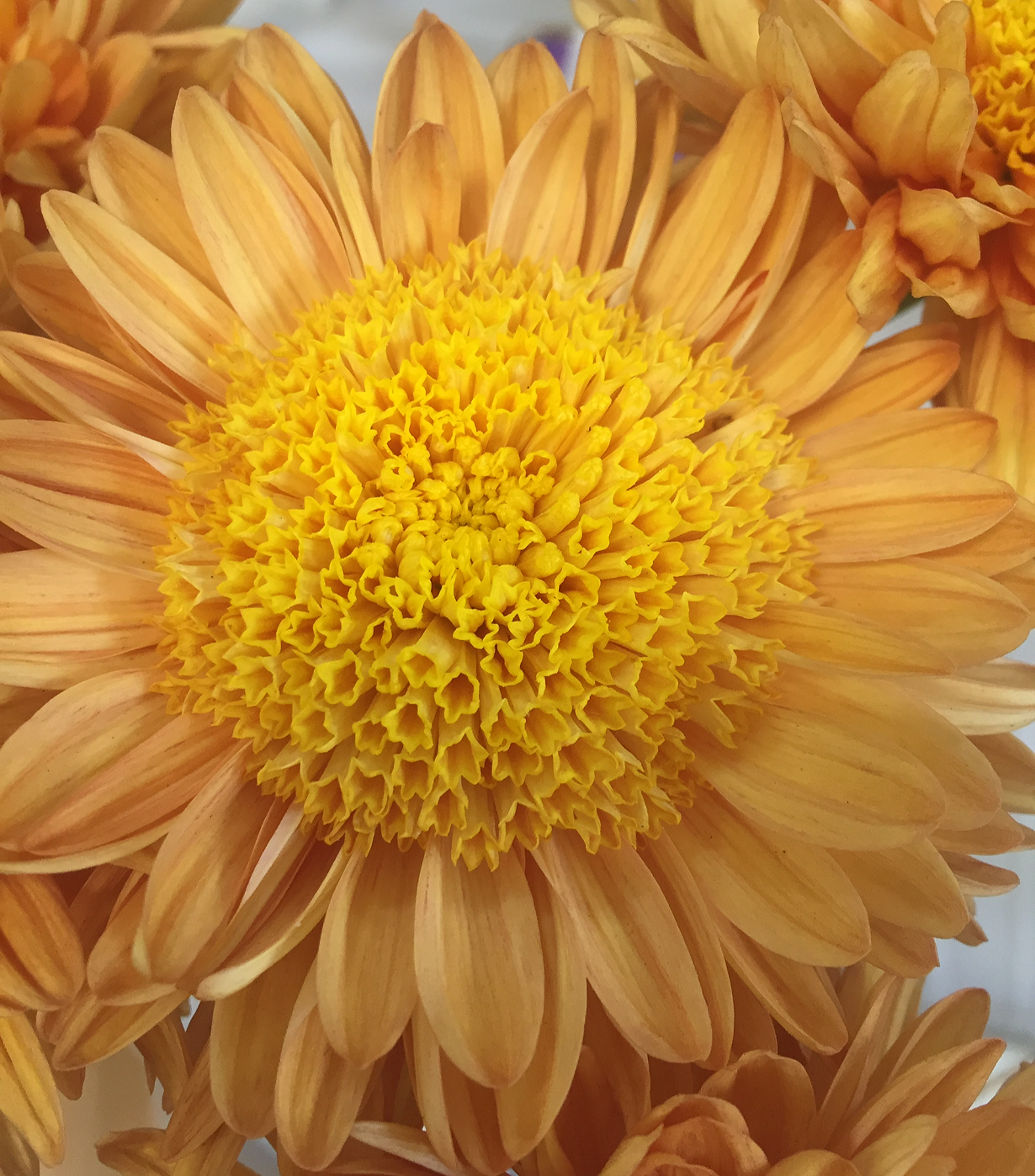 725CC046-B187-4747-A519-6B1265AF4744.png