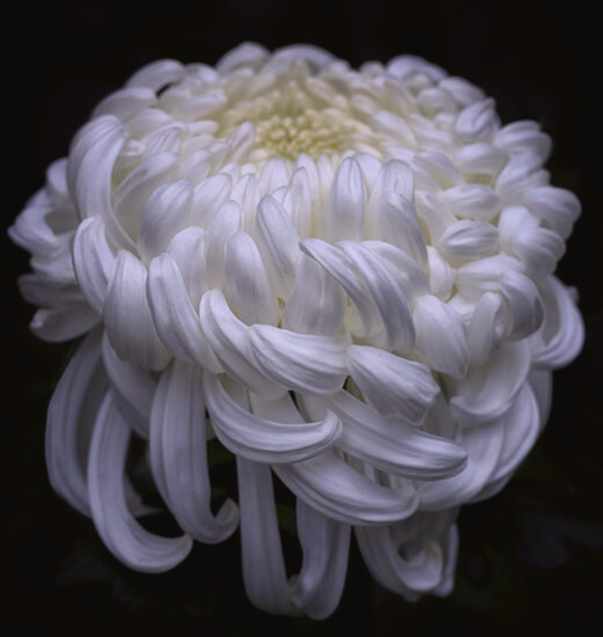 2E554D62-1071-427B-A865-8AEB36D3D738.png