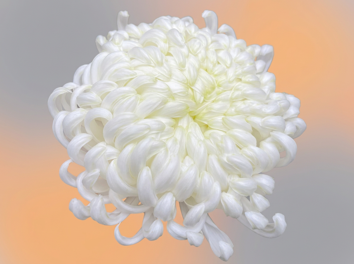 imgg-8sx-885qxlxd.png