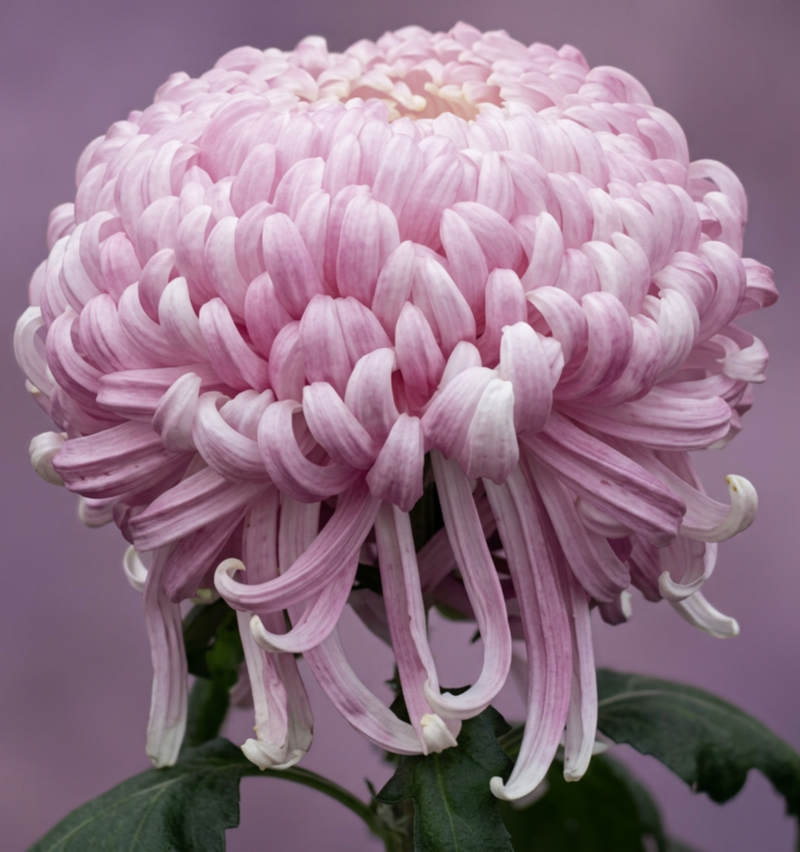 1A Pink Mt. Rainier