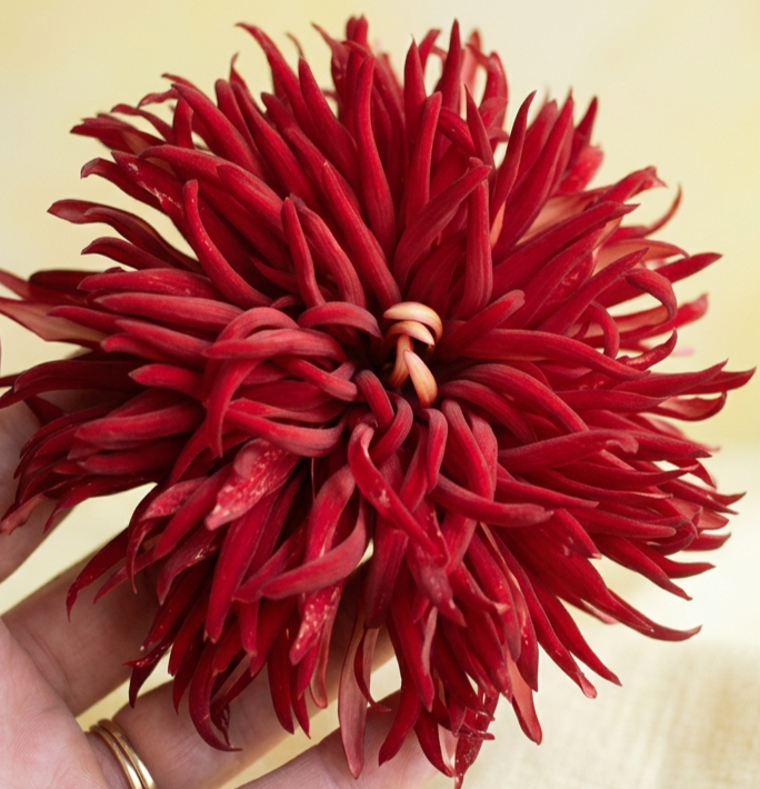 13B  Red Urchin