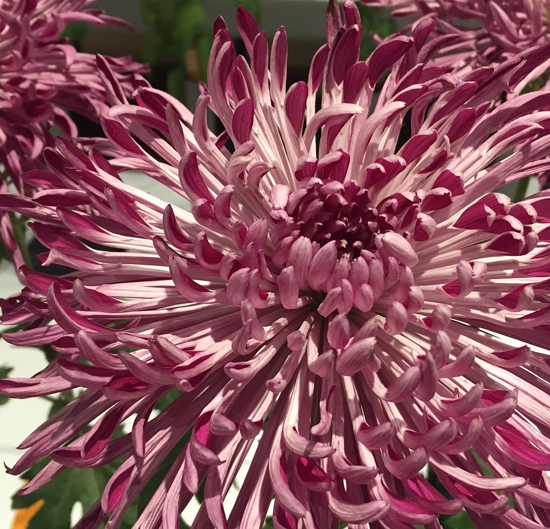 10A Pittsburgh Purple